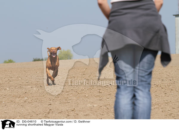 running shorthaired Magyar Vizsla / DG-04610