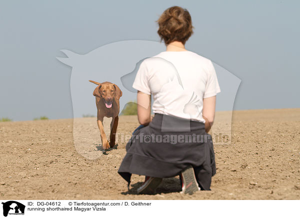 running shorthaired Magyar Vizsla / DG-04612