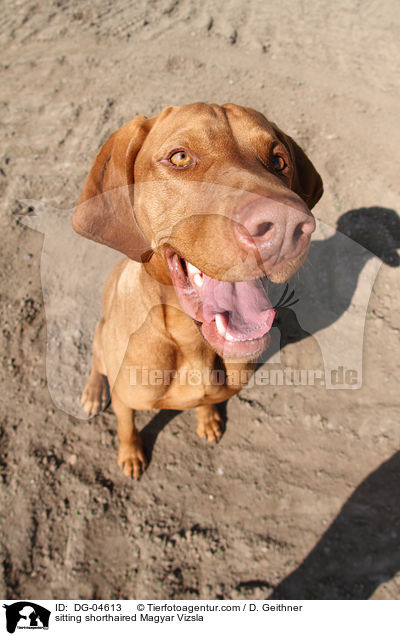 sitting shorthaired Magyar Vizsla / DG-04613