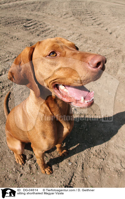 sitting shorthaired Magyar Vizsla / DG-04614