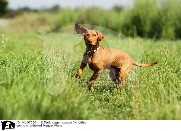 junger Kurzhaarvizsla / young shorthaired Magyar Vizsla / KL-07606