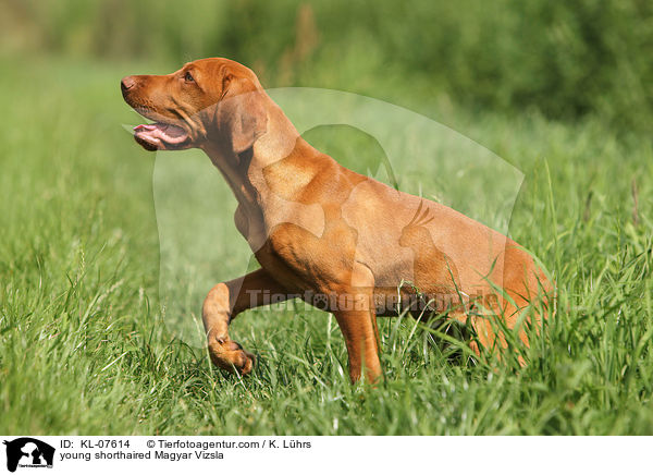 junger Kurzhaarvizsla / young shorthaired Magyar Vizsla / KL-07614