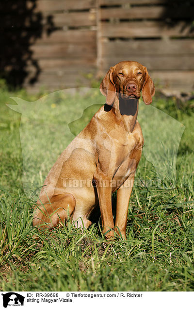 sitzender Magyar Vizsla / sitting Magyar Vizsla / RR-39698