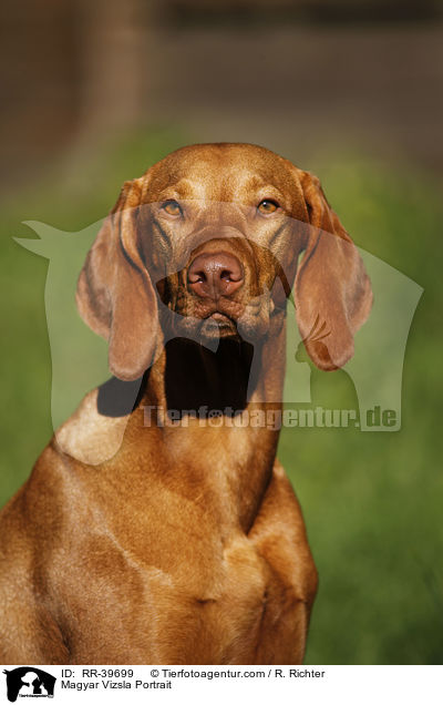 Magyar Vizsla Portrait / Magyar Vizsla Portrait / RR-39699