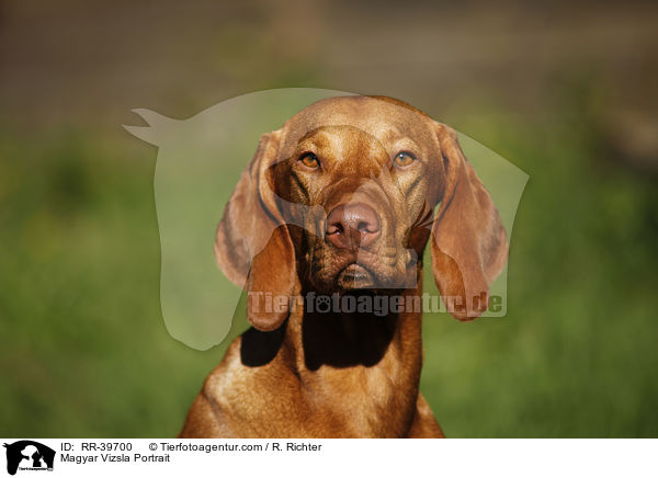 Magyar Vizsla Portrait / Magyar Vizsla Portrait / RR-39700