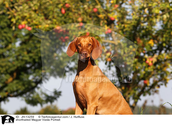 Kurzhaarvizsla Portrait / shorthaired Magyar Vizsla Portrait / JH-13259