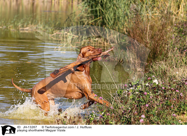 spielender Kurzhaarvizsla / playing shorthaired Magyar Vizsla / JH-13267