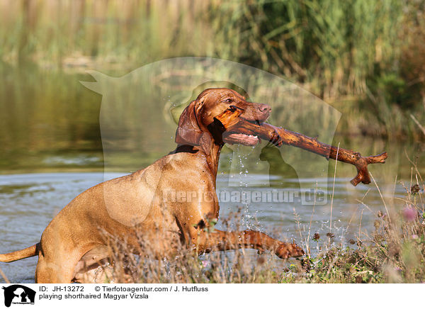 playing shorthaired Magyar Vizsla / JH-13272