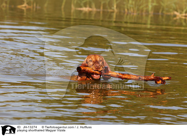 playing shorthaired Magyar Vizsla / JH-13274