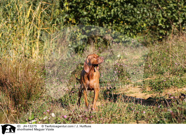 shorthaired Magyar Vizsla / JH-13275