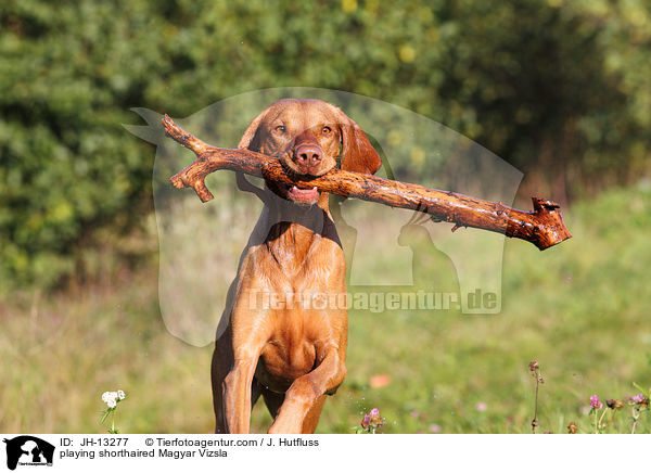 playing shorthaired Magyar Vizsla / JH-13277