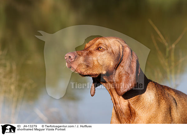 shorthaired Magyar Vizsla Portrait / JH-13279