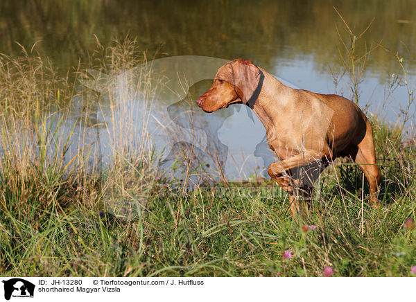 shorthaired Magyar Vizsla / JH-13280