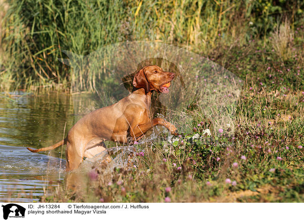 playing shorthaired Magyar Vizsla / JH-13284