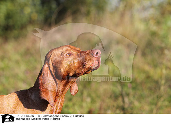 shorthaired Magyar Vizsla Portrait / JH-13286