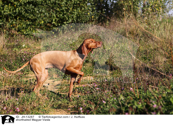 shorthaired Magyar Vizsla / JH-13287