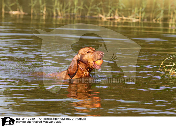 playing shorthaired Magyar Vizsla / JH-13289