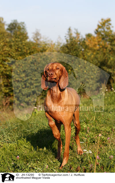 shorthaired Magyar Vizsla / JH-13290