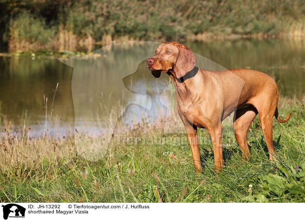 shorthaired Magyar Vizsla / JH-13292