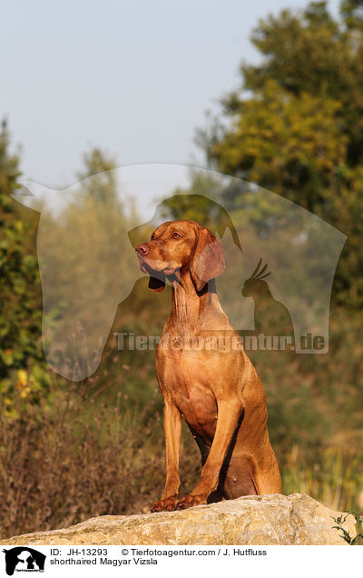 Kurzhaarvizsla / shorthaired Magyar Vizsla / JH-13293