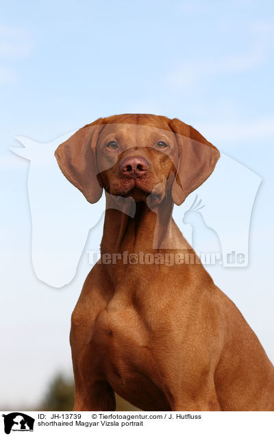 Kurzhaarvizsla Portrait / shorthaired Magyar Vizsla portrait / JH-13739