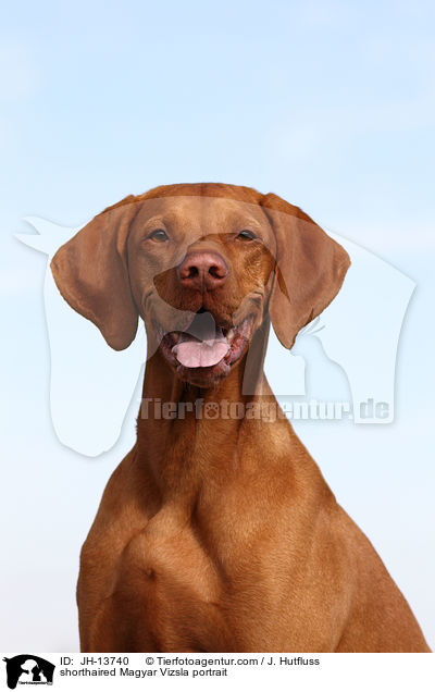 shorthaired Magyar Vizsla portrait / JH-13740