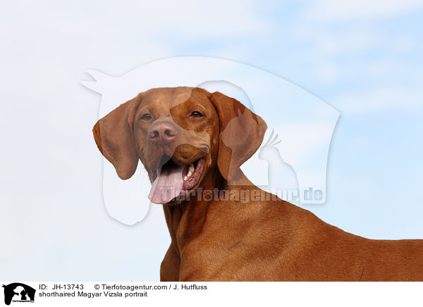 Kurzhaarvizsla Portrait / shorthaired Magyar Vizsla portrait / JH-13743