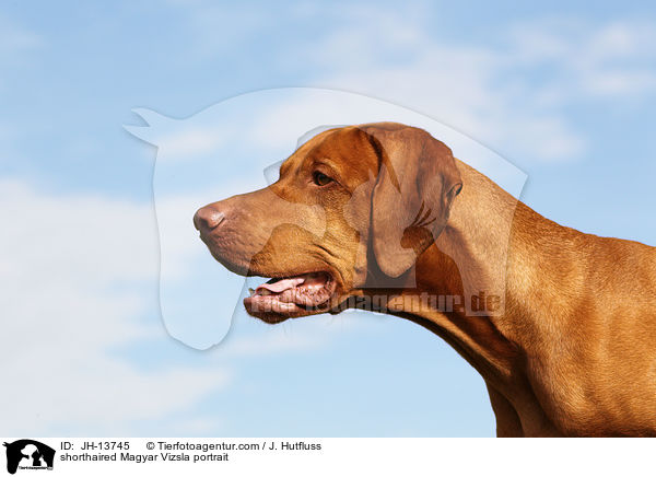 shorthaired Magyar Vizsla portrait / JH-13745