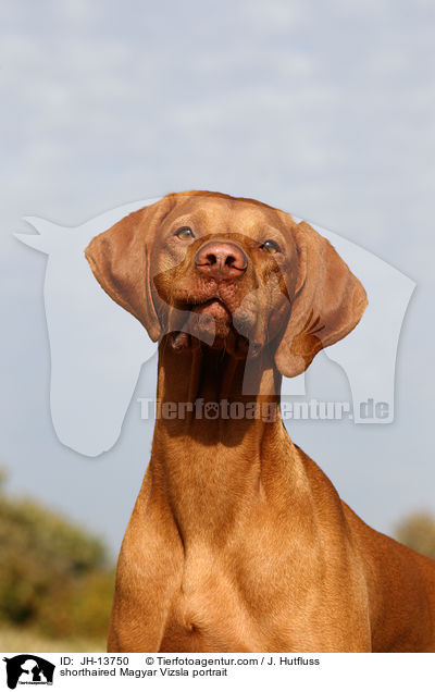 Kurzhaarvizsla Portrait / shorthaired Magyar Vizsla portrait / JH-13750