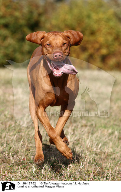 running shorthaired Magyar Vizsla / JH-13752