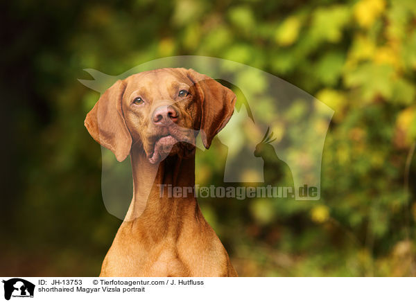 shorthaired Magyar Vizsla portrait / JH-13753