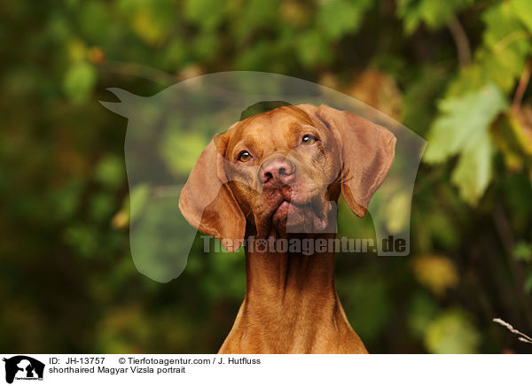 Kurzhaarvizsla Portrait / shorthaired Magyar Vizsla portrait / JH-13757