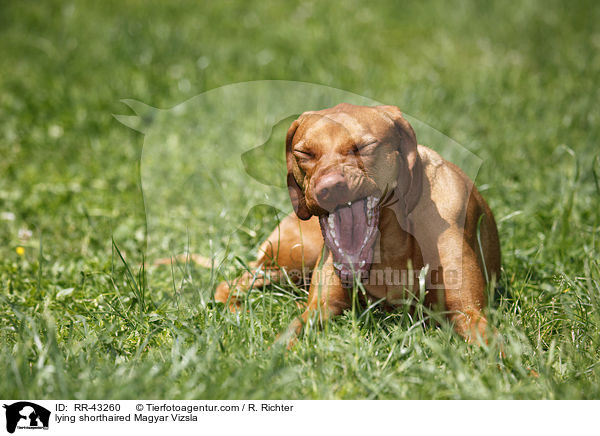 liegender Magyar Vizsla Rvidszr / lying shorthaired Magyar Vizsla / RR-43260