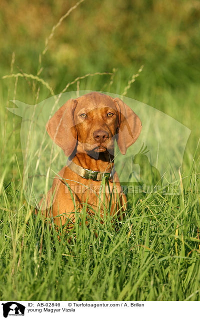 junger Magyar Vizsla / young Magyar Vizsla / AB-02846