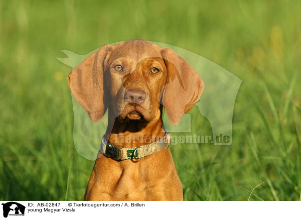 young Magyar Vizsla / AB-02847