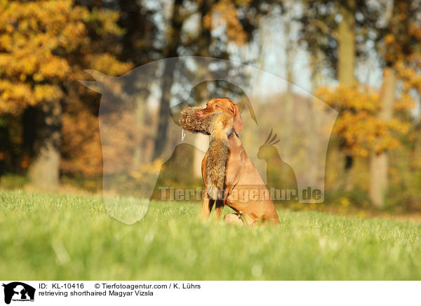 apportierender Kurzhaarvizsla / retrieving shorthaired Magyar Vizsla / KL-10416