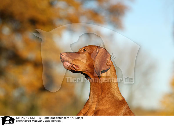 Kurzhaarvizsla Portrait / shorthaired Magyar Vizsla portrait / KL-10423