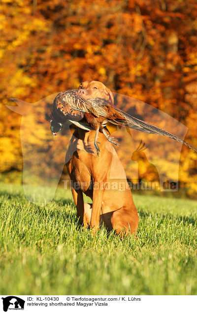 retrieving shorthaired Magyar Vizsla / KL-10430