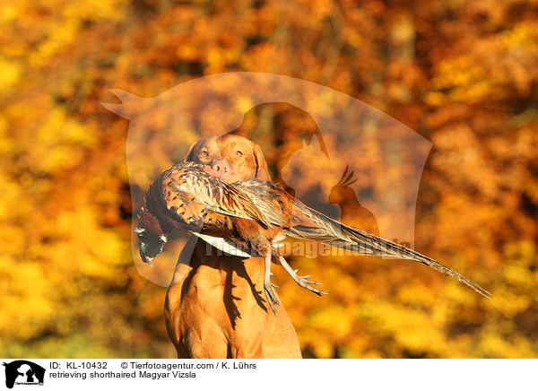 retrieving shorthaired Magyar Vizsla / KL-10432