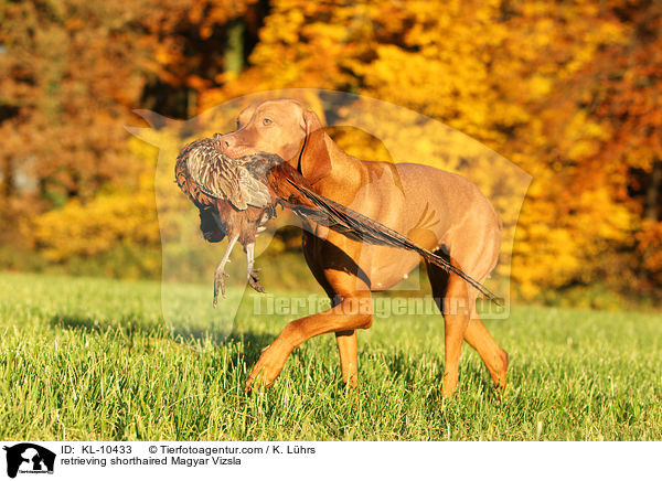 retrieving shorthaired Magyar Vizsla / KL-10433