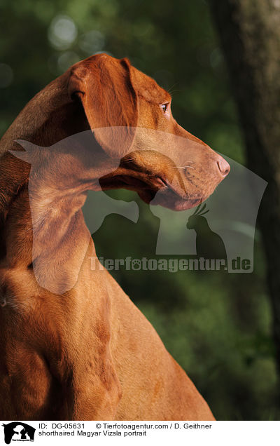 Kurzhaarvizsla Portrait / shorthaired Magyar Vizsla portrait / DG-05631