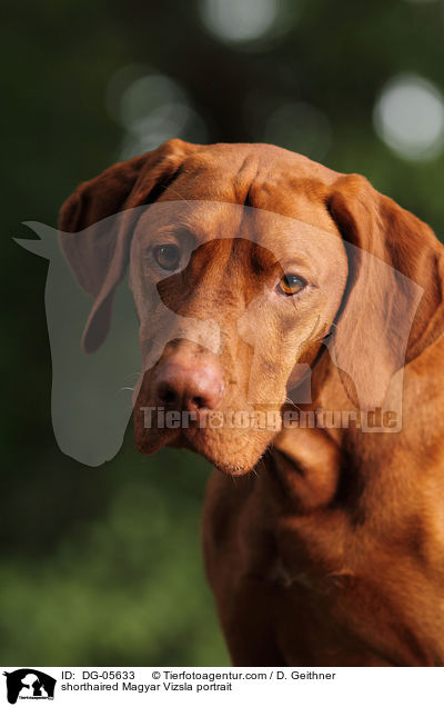 shorthaired Magyar Vizsla portrait / DG-05633