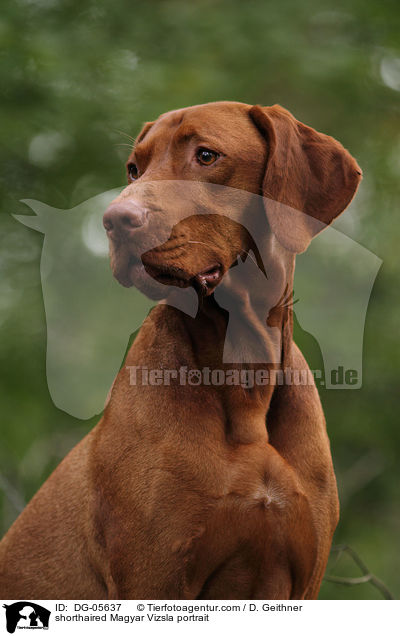 Kurzhaarvizsla Portrait / shorthaired Magyar Vizsla portrait / DG-05637