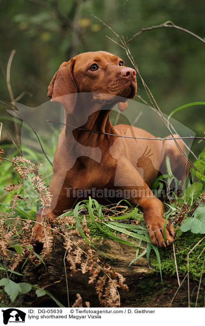 liegender Kurzhaarvizsla / lying shorthaired Magyar Vizsla / DG-05639