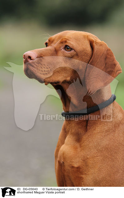 shorthaired Magyar Vizsla portrait / DG-05640