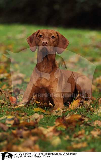 liegender Kurzhaarvizsla / lying shorthaired Magyar Vizsla / DG-05649