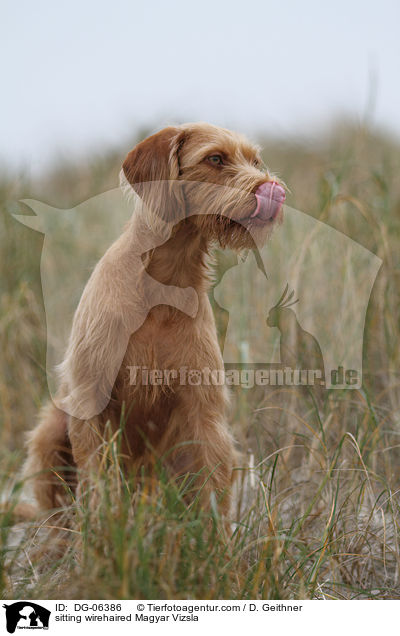 sitzender Drahthaarvizsla / sitting wirehaired Magyar Vizsla / DG-06386