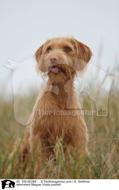 Drahthaarvizsla Portrait / wirehaired Magyar Vizsla portrait / DG-06388