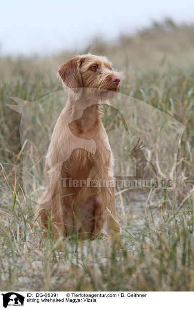 sitzender Drahthaarvizsla / sitting wirehaired Magyar Vizsla / DG-06391