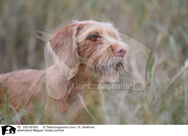 Drahthaarvizsla Portrait / wirehaired Magyar Vizsla portrait / DG-06392